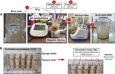Baseline investigation on enzyme induced calcium phosphate precipitation for solidification of sand